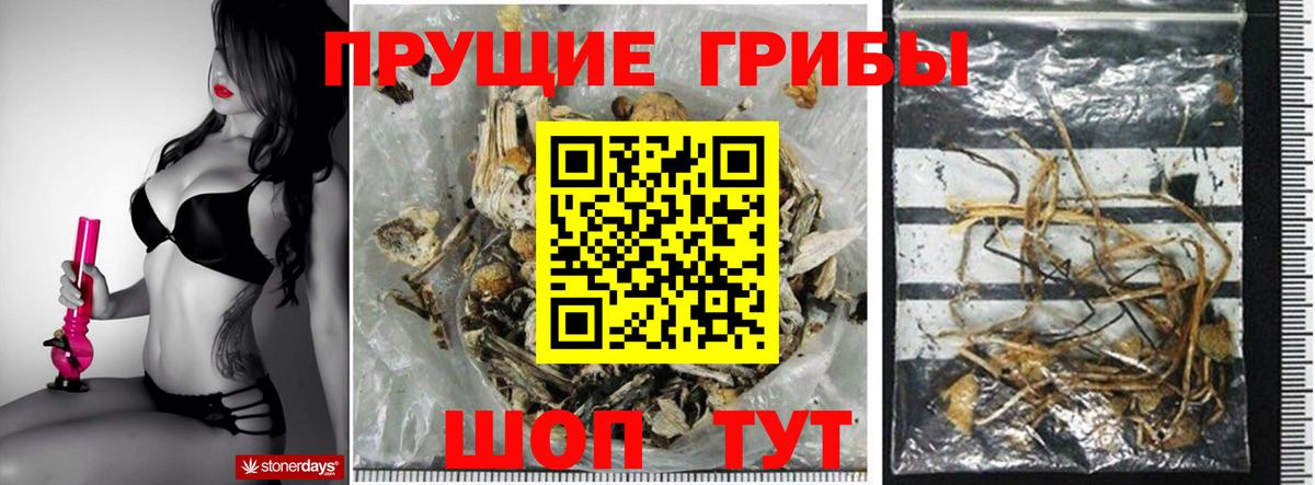 Галлюциногенные грибы Psilocybine cubensis  Вход с VPN  Родники  Псилоцибиновые грибы GOLDEN TEACHER 